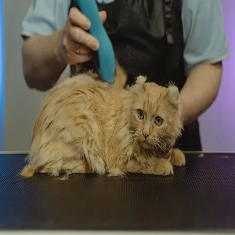 Pet Grooming service(Cat)